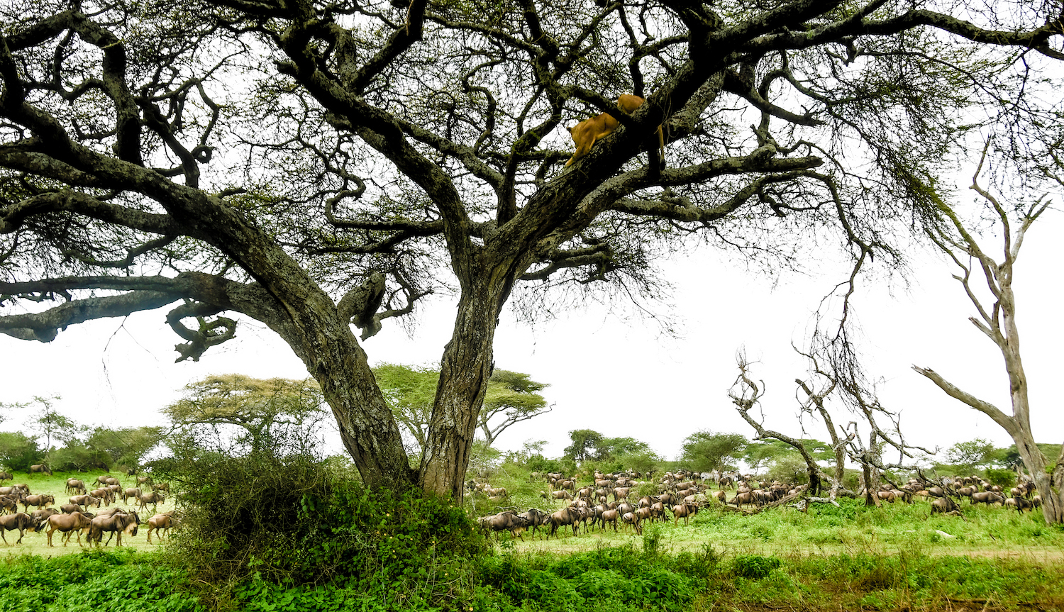 Lion-On-Tree