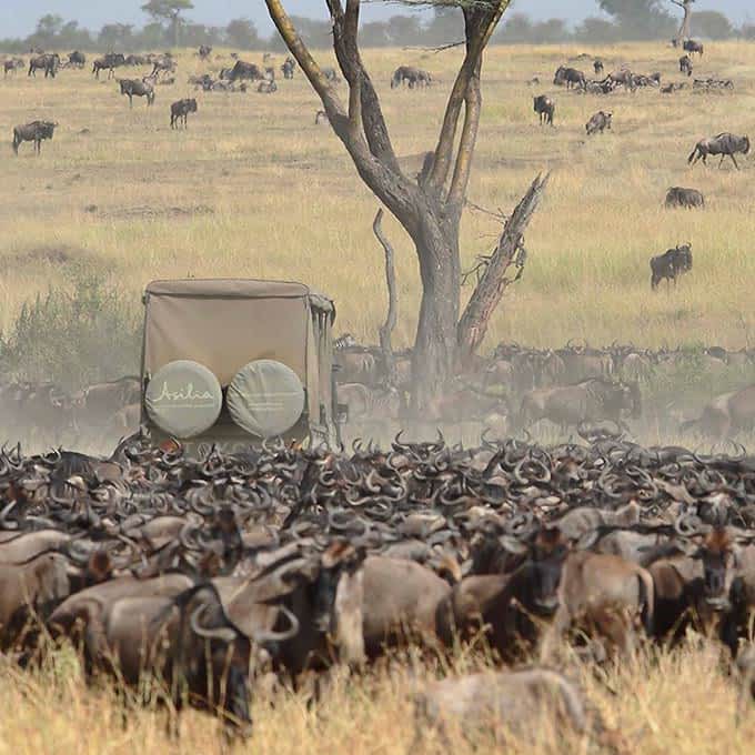 great-migration-serengeti-game-drive-small