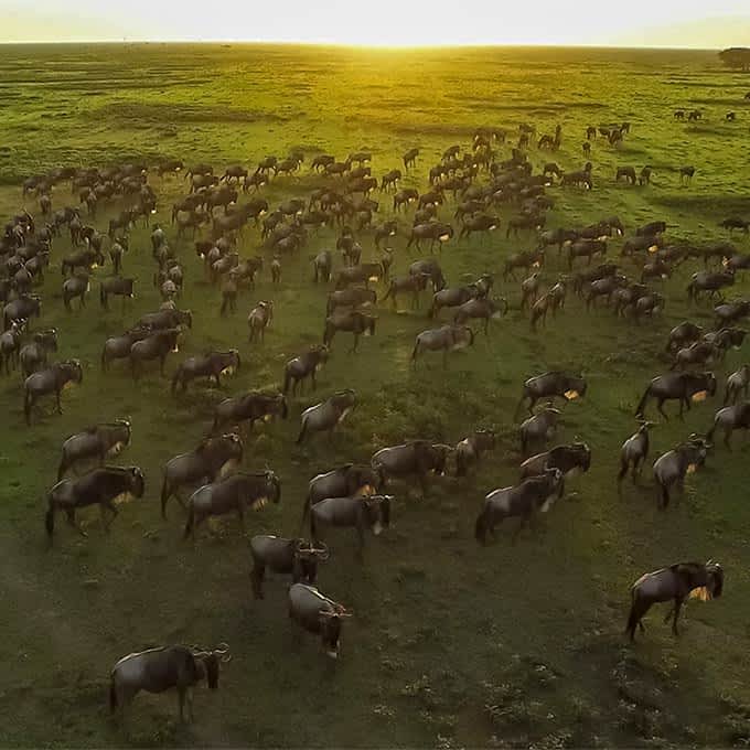 great-migration-serengeti-tanzania-small