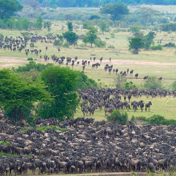 great-wildebeest-migration-tanzania