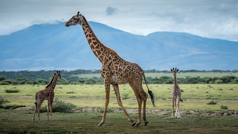 lake-manyara-zebra