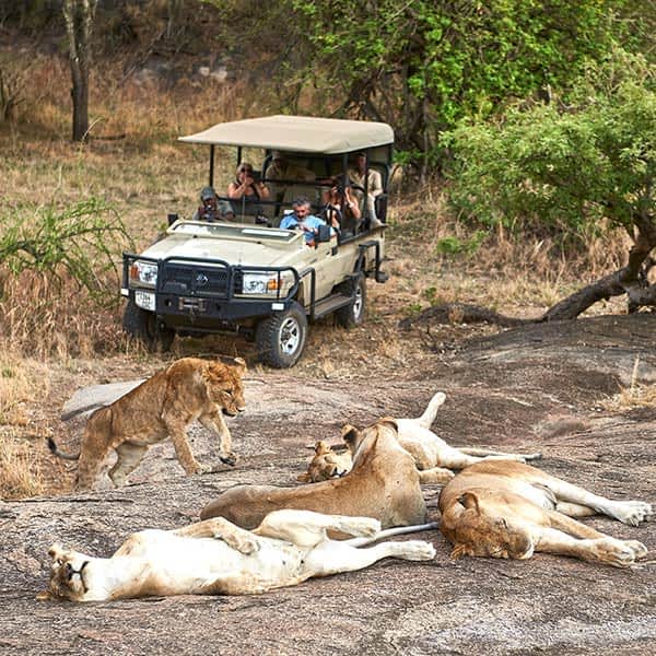 lions-ndutu-southeastern-plains-small