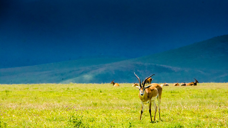 manyara-wildlife