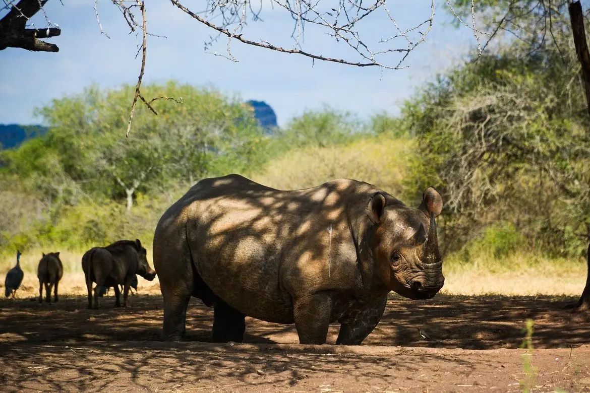 mkomazi_national_park-20231130-0001