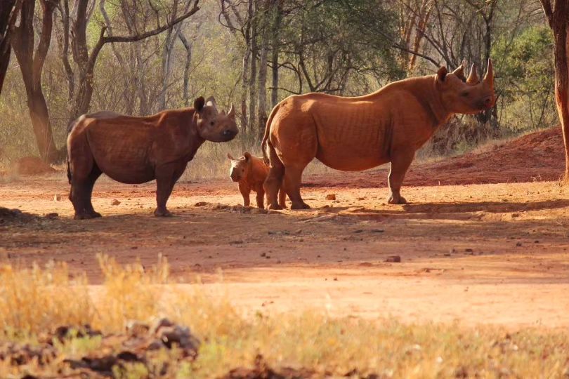 mkomazi_national_park-20231130-0002