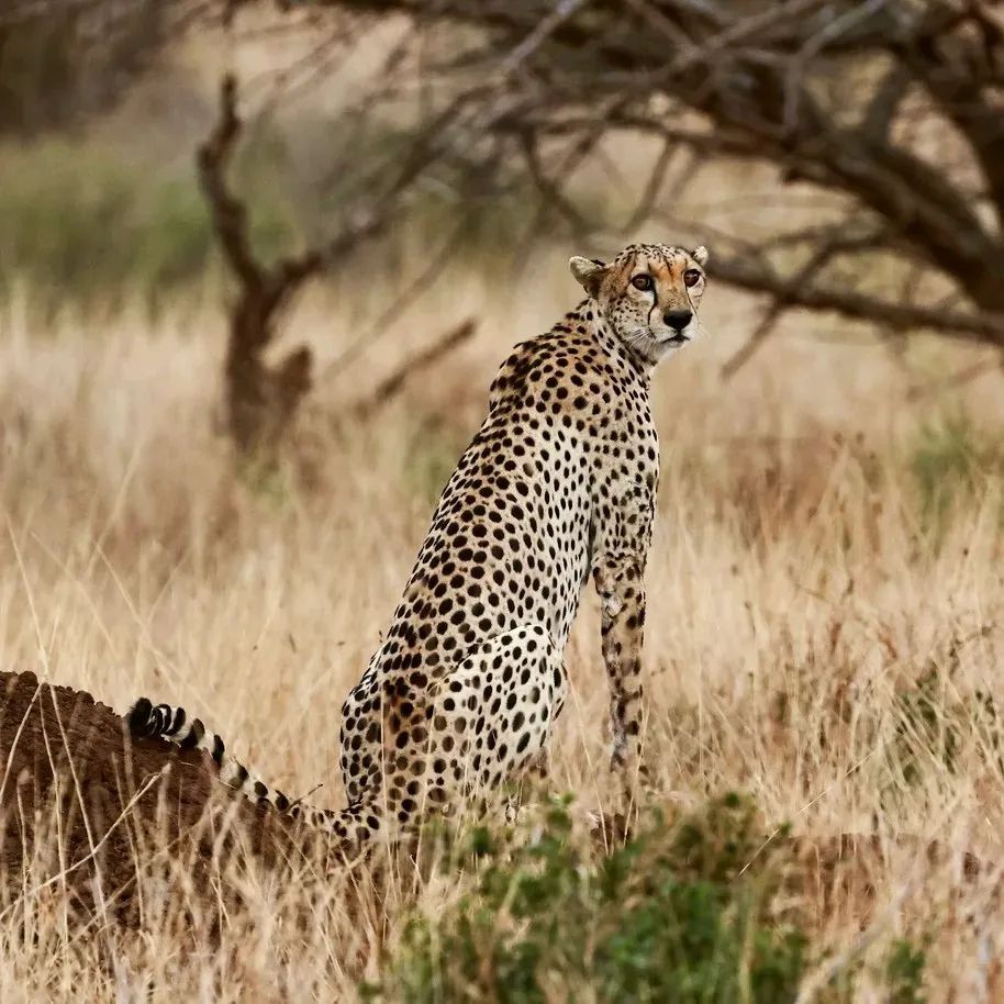 mkomazi_national_park-20231130-0002