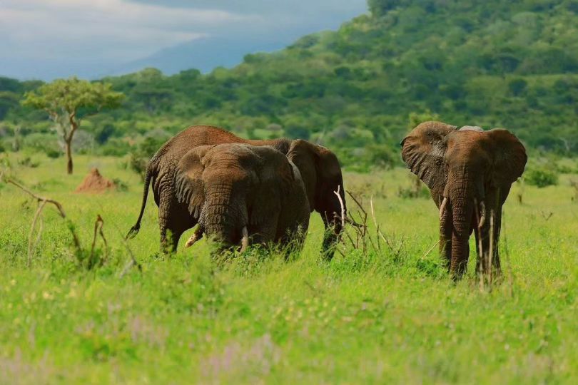 mkomazi_national_park-20231130-0003