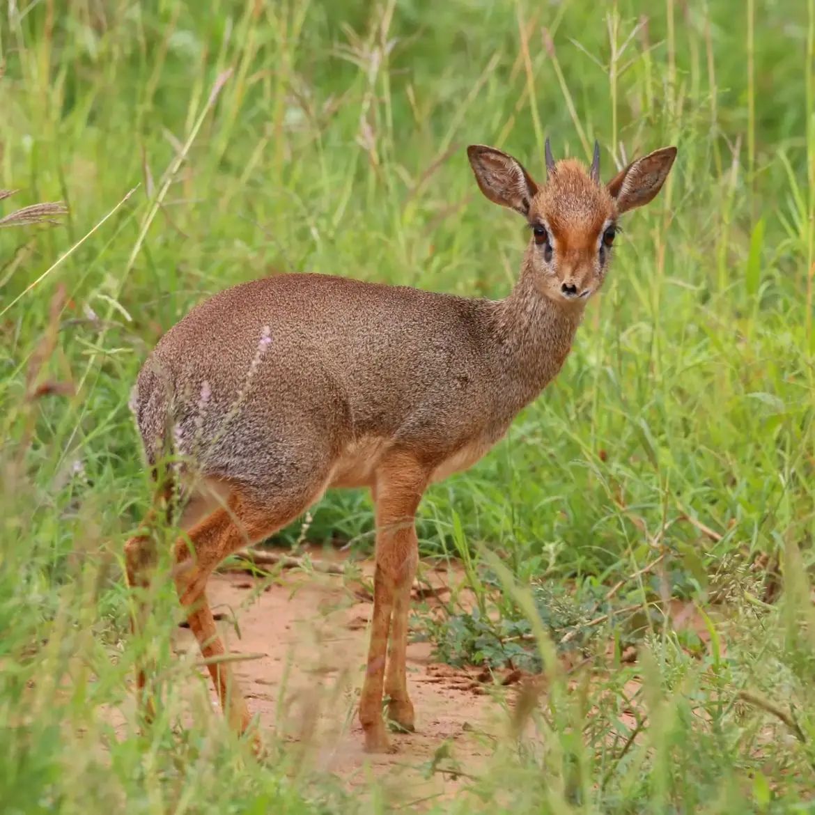 mkomazi_national_park-20231130-0003