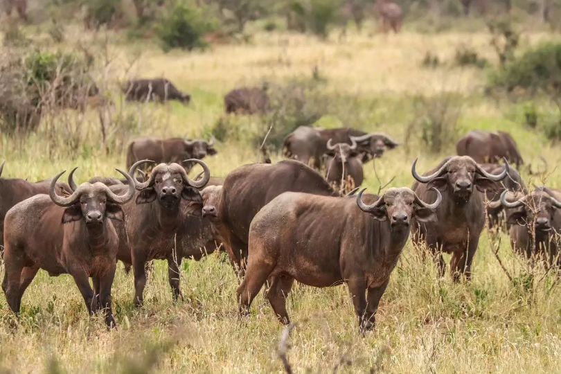 mkomazi_national_park-20231130-0005