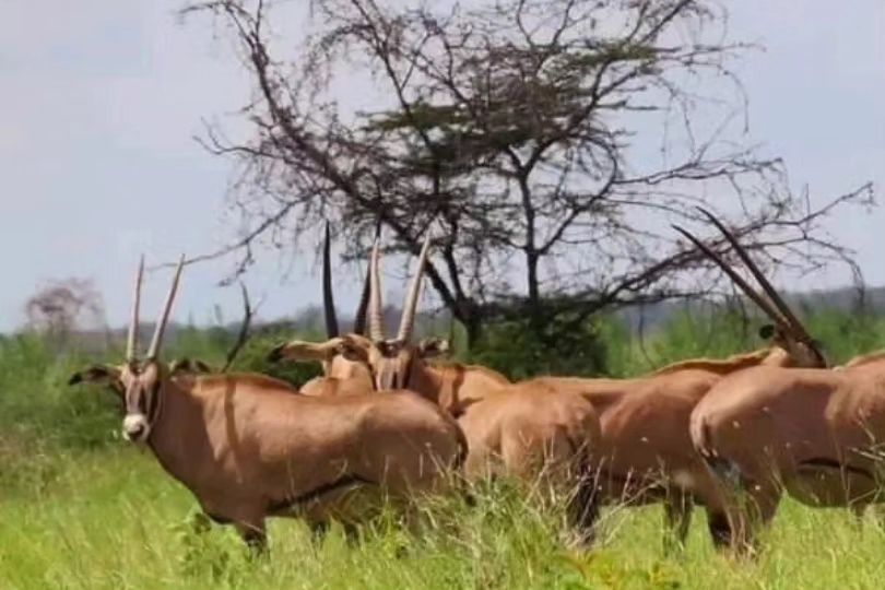 mkomazi_national_park-20231130-0007