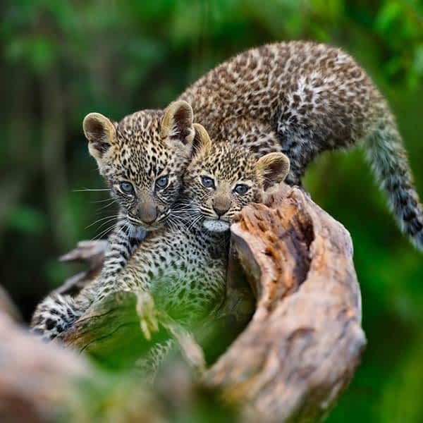 wildlife-serengeti-national-park