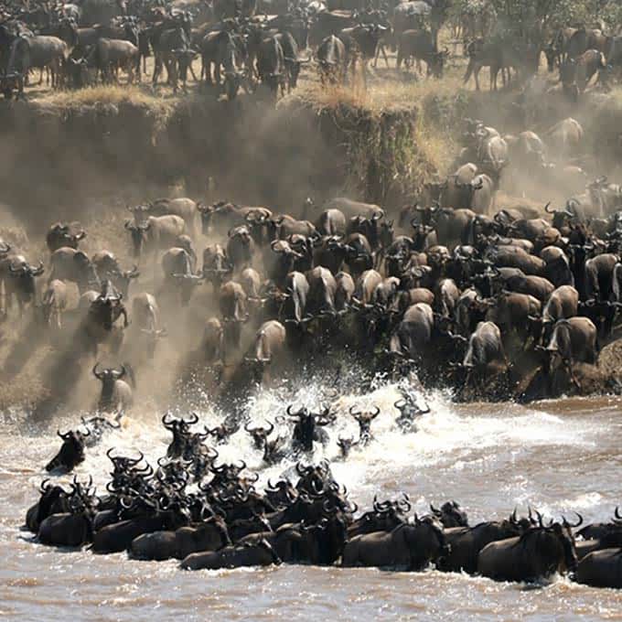 wildlife-spectacle-great-migration-tanzania-small