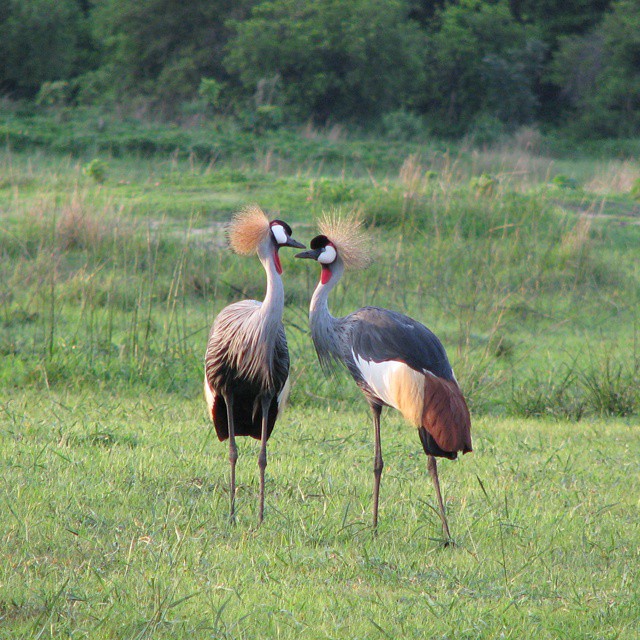 katavi_national_park-20231203-0024