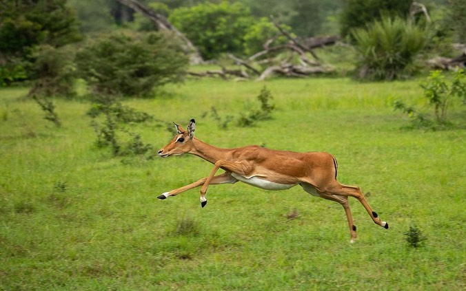 nyerere_national_park-20231203-0007