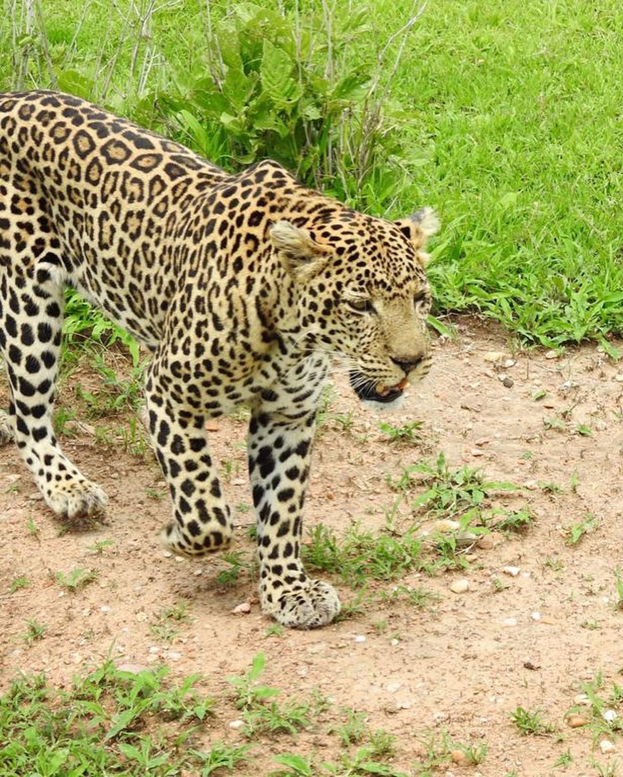 ruaha_national_park-20231203-0003