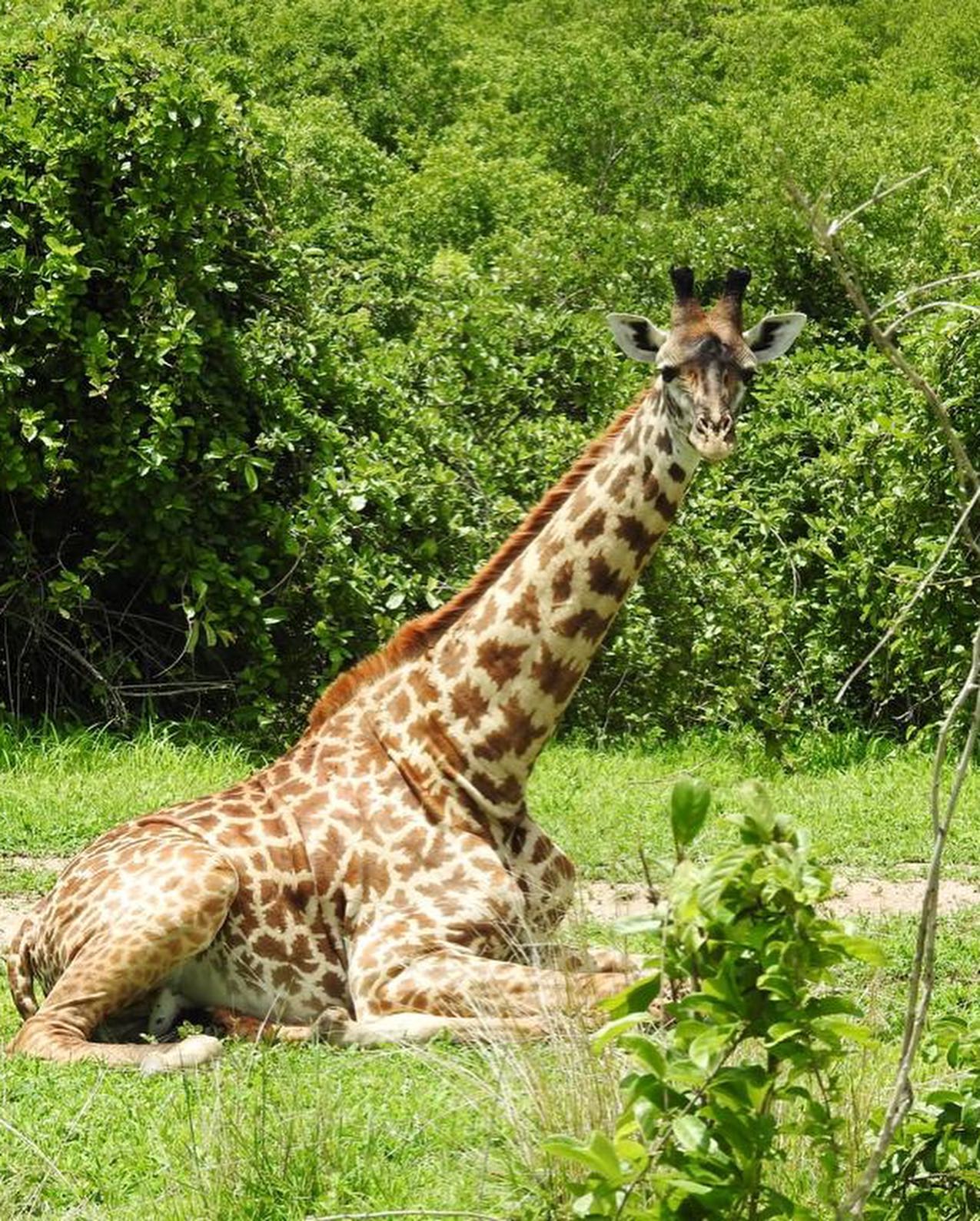 ruaha_national_park-20231203-0008