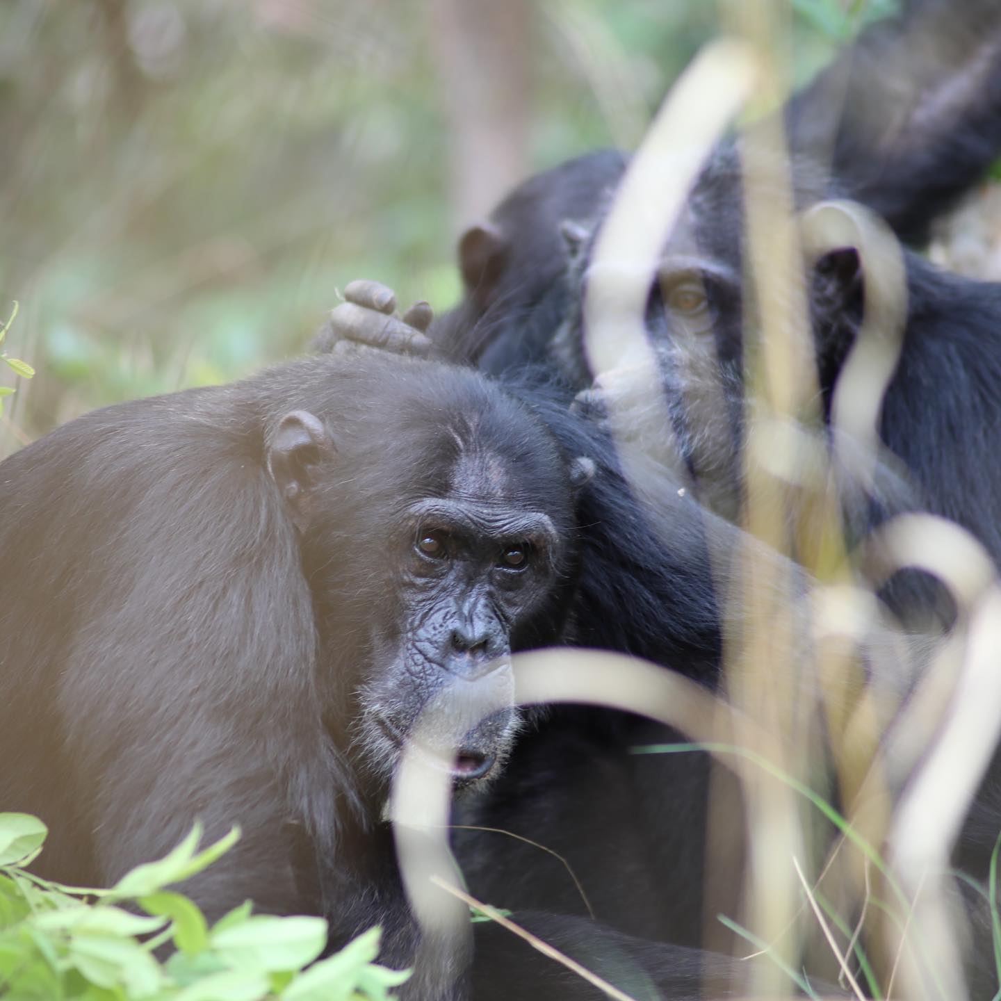 gombe.nationalpark-20240403-0005