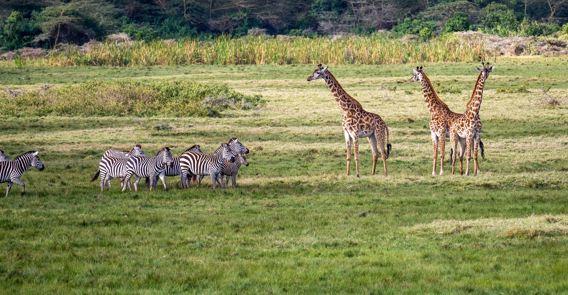 Giraffes in Arusha National Park Giraffes in Arusha National Park