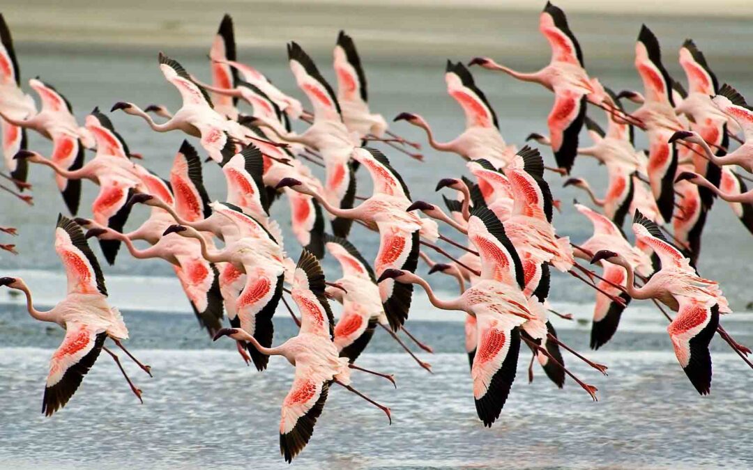 Wildlife Photographic Safari, 5 Days