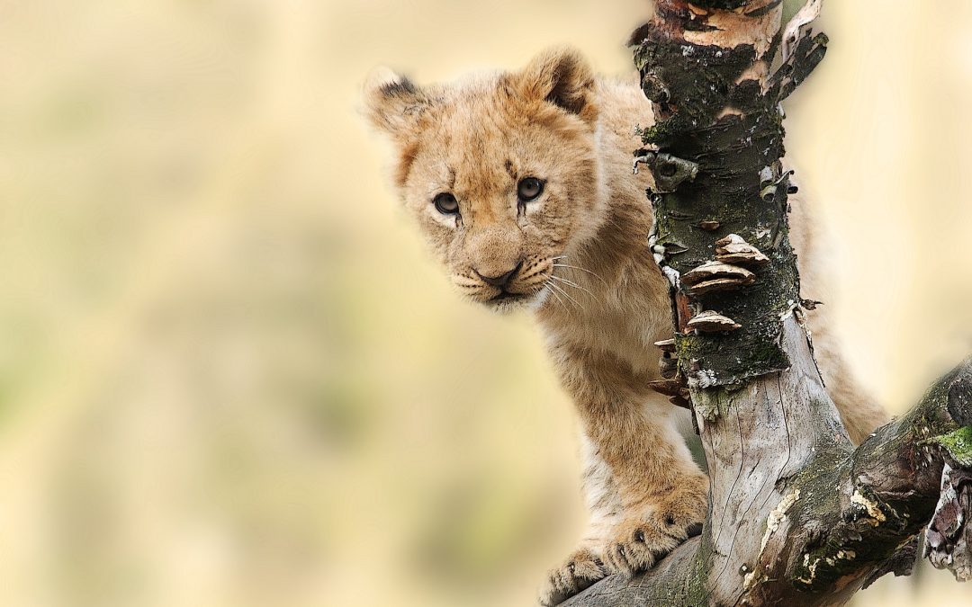 Tanzania Family Safari, 4 Days