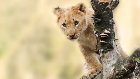 Tanzania Family Safari, 4 Days
