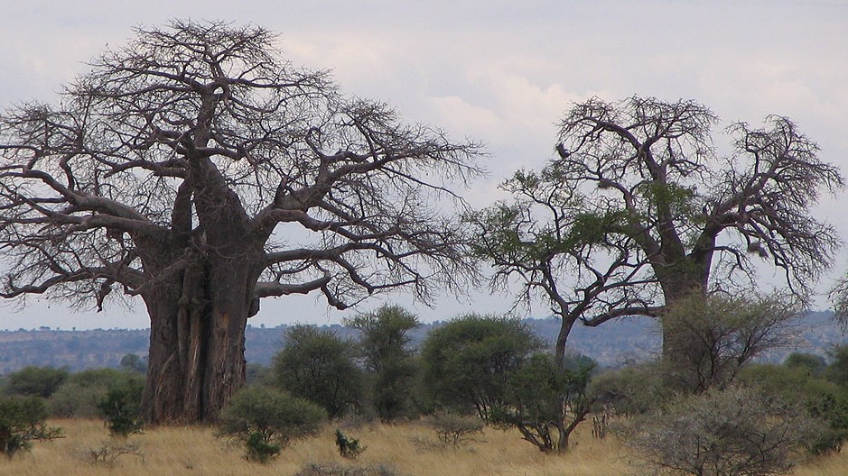 Baobabs in Tarangire National Park Baobabs in Tarangire National Park