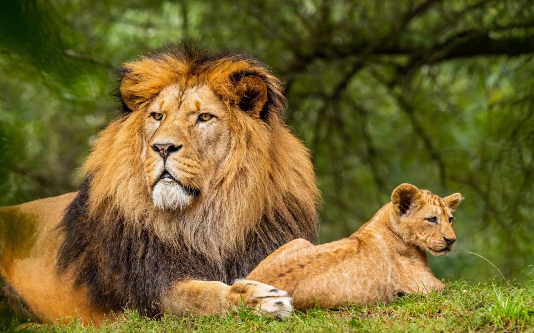 Tanzania Budget Safari, 8 Days