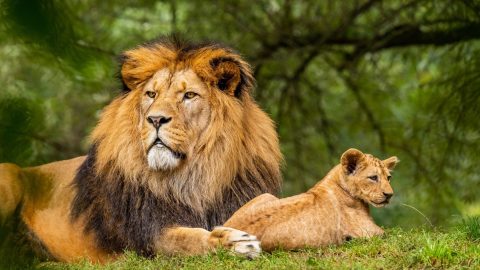 Tanzania Budget Safari, 8 Days