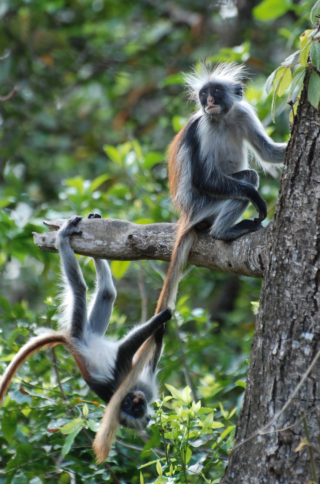 Red Colobus in Arusha National Park Red Colobus in Arusha National Park