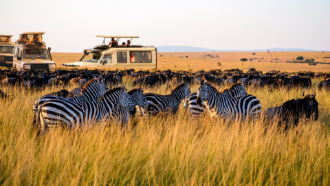 Tanzania Ultimate Safari Adventure, 8 Days