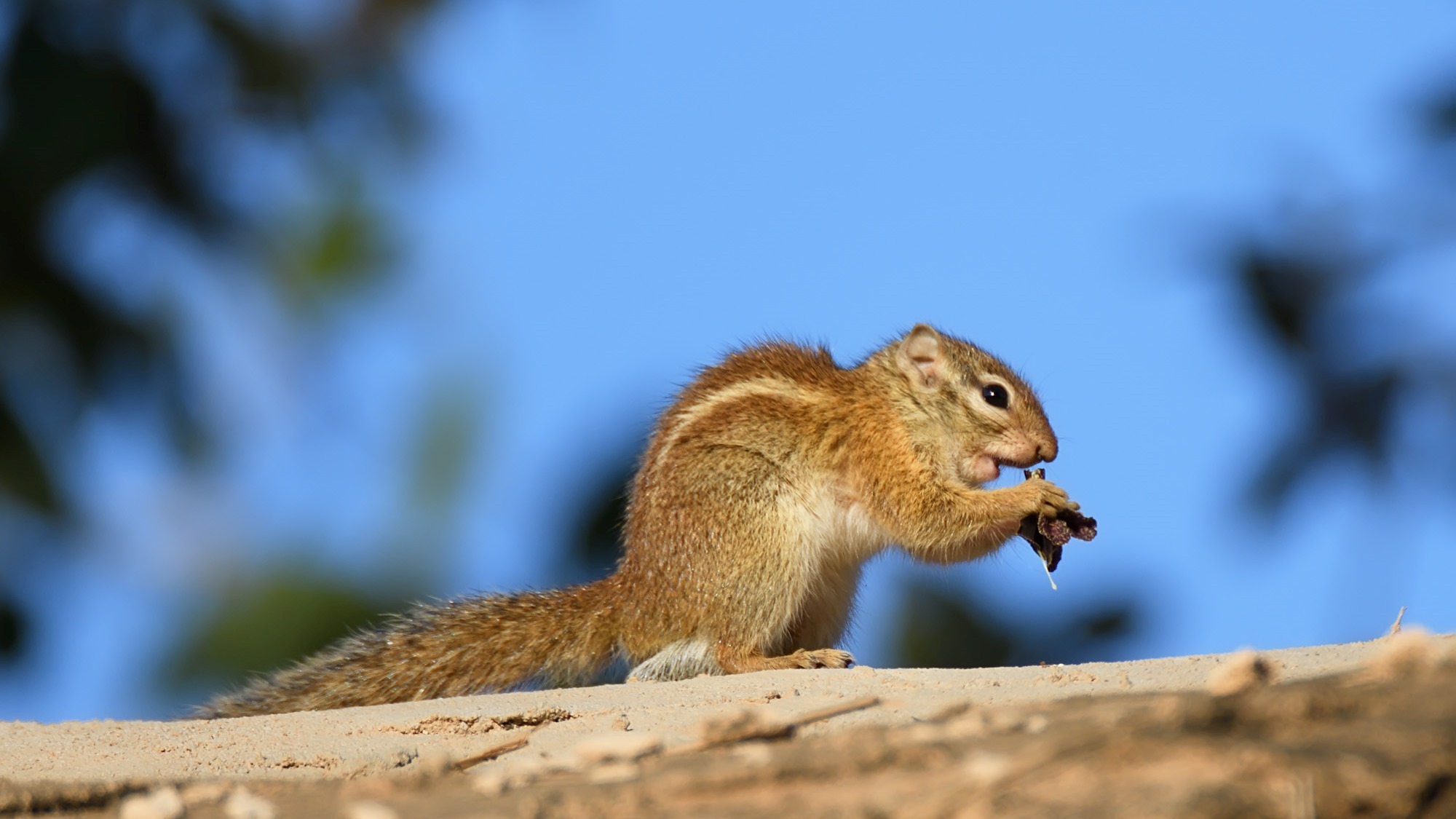 Nyerere National Park