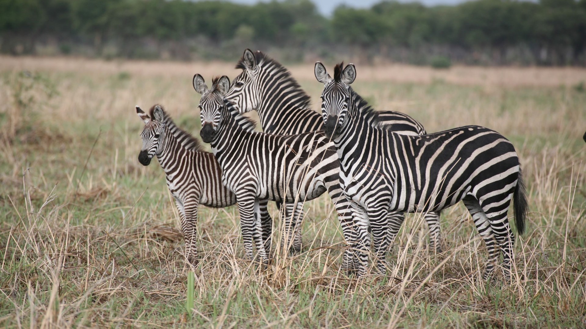 Katavi National Park