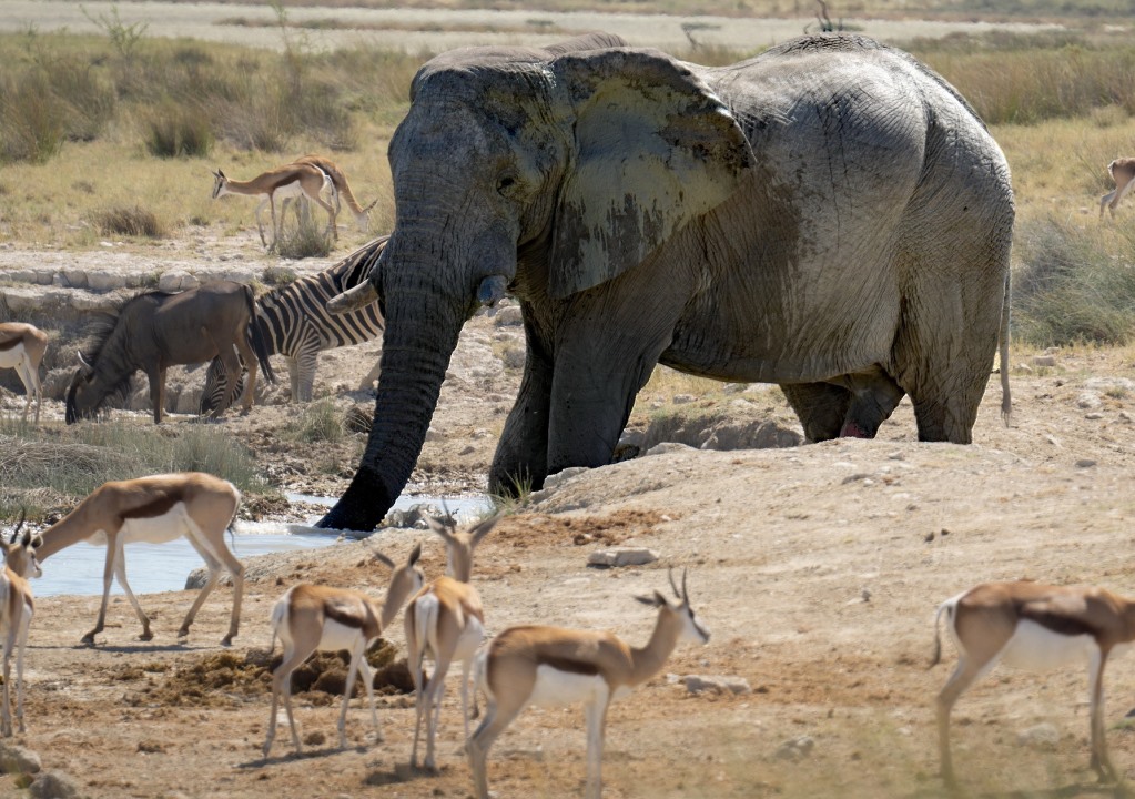 Elephant and Antelopes in Nyerere national park Elephant and Antelopes in Nyerere national park