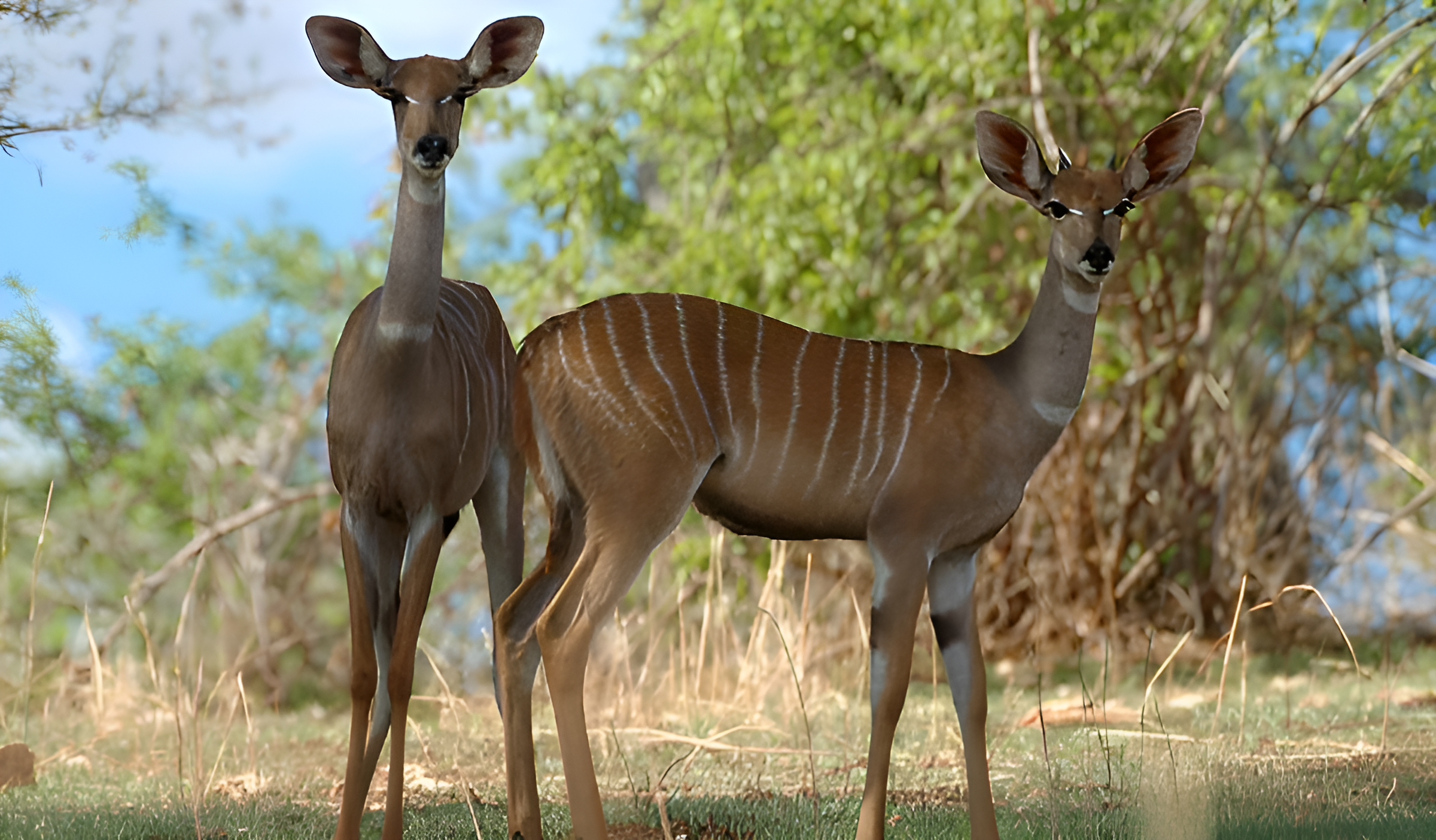 Ruaha National Park