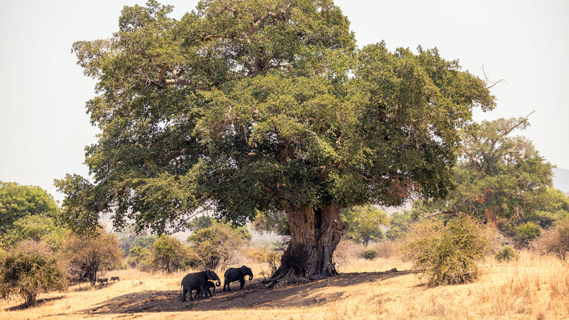 baobab trees and elephant in ruaha national park baobab trees and elephant in ruaha national park