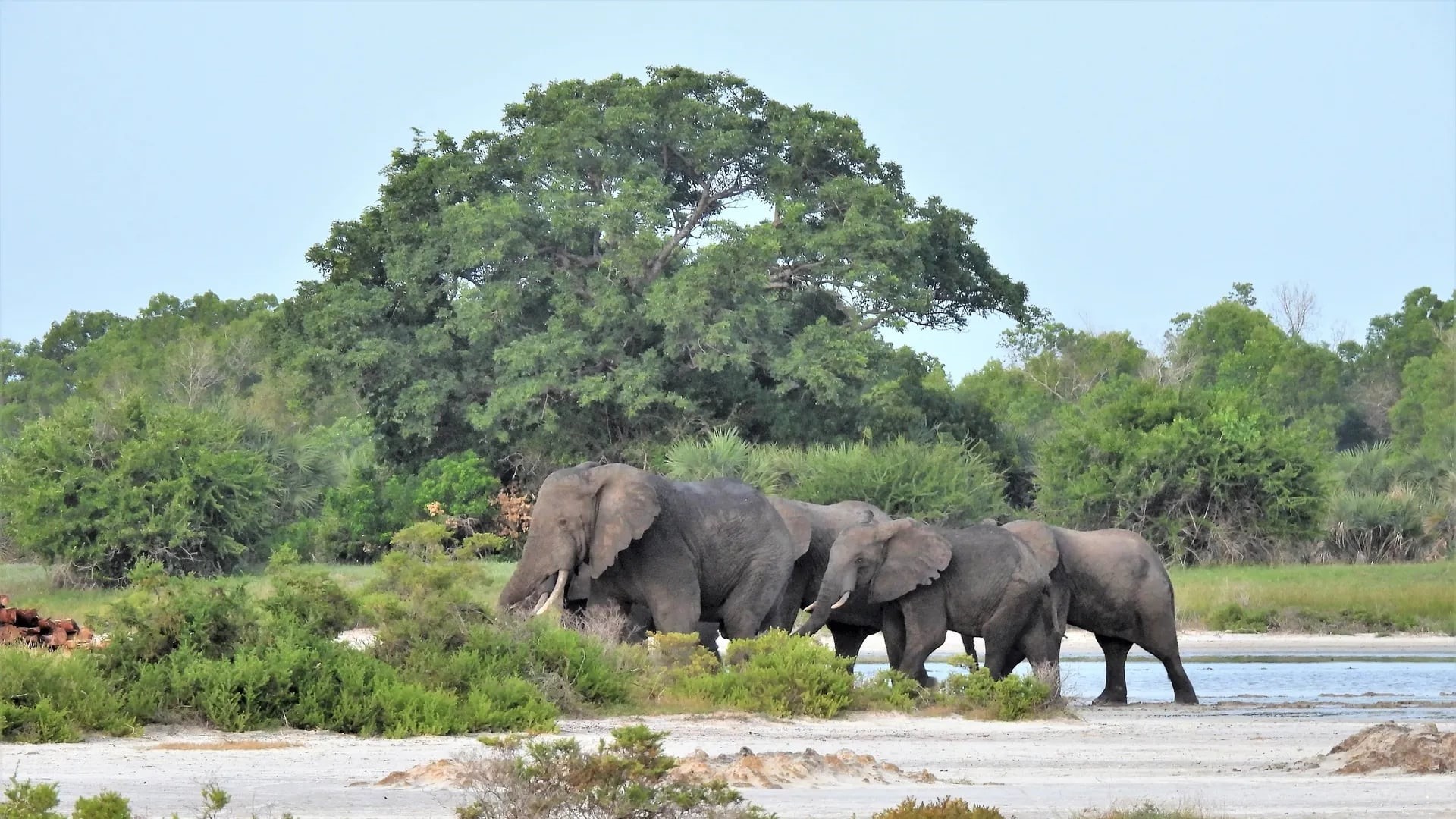 Saadani National Park