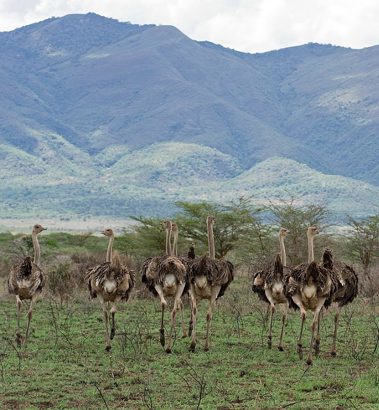 Ostrich in Mkomazi National Park