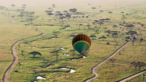 Shine Balloon Safari