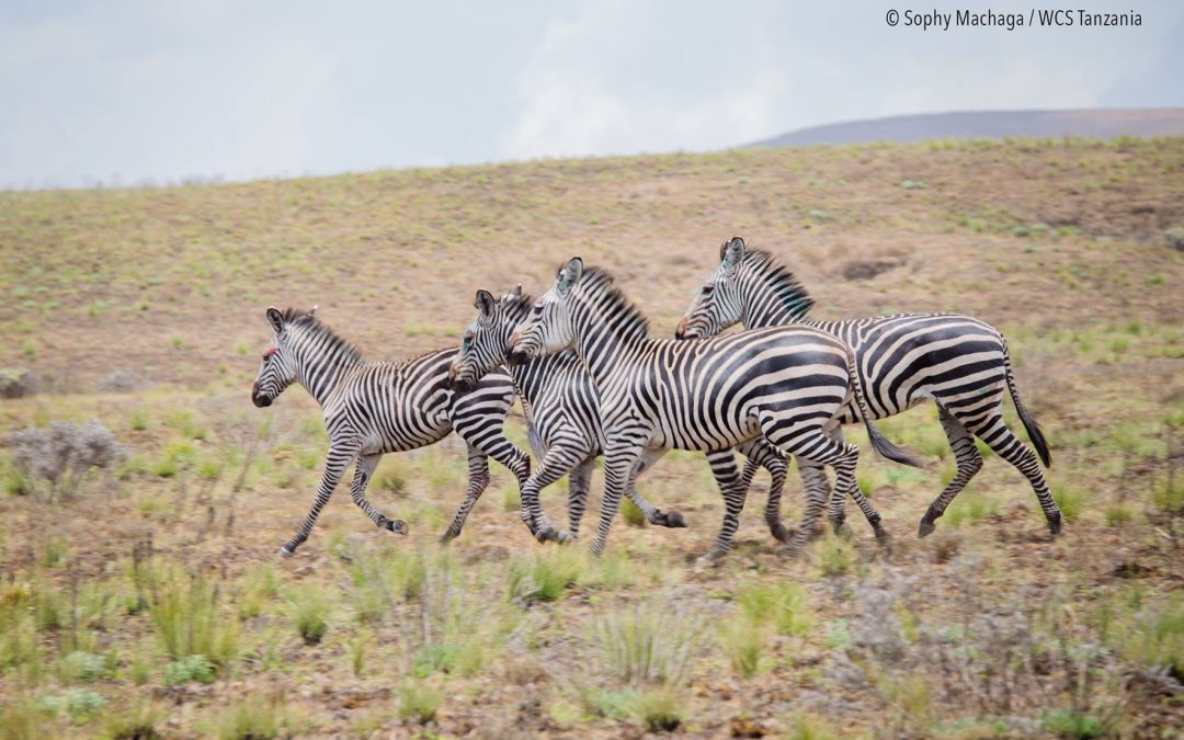 Kitulo National Park