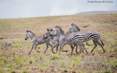 Kitulo National Park