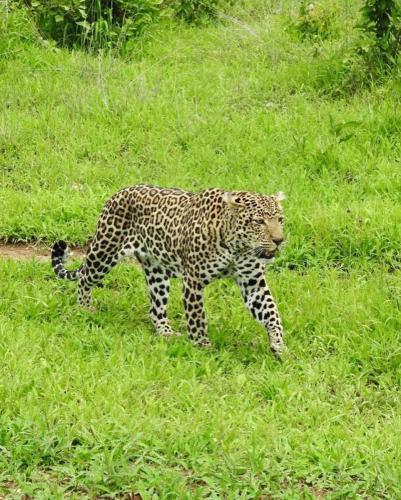 ruaha_national_park-20231203-0005