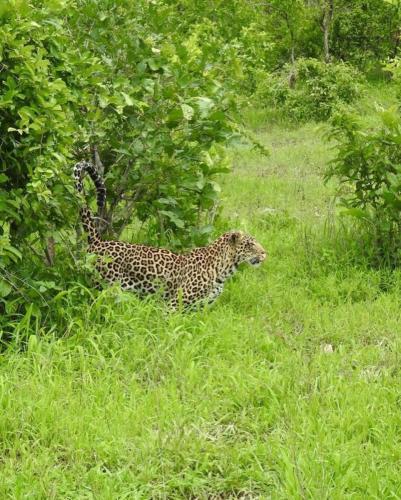 ruaha_national_park-20231203-0006