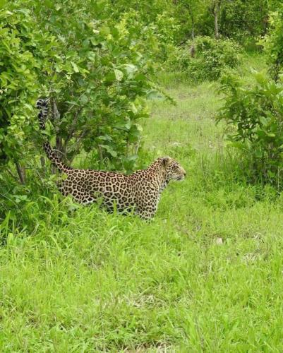 ruaha_national_park-20231203-0009